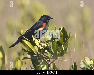 Maschio rosso-winged blackbird arroccato su mangrovie Foto Stock