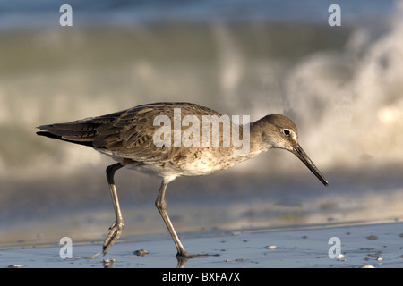 Willet sulla spiaggia a bordo di acqua Foto Stock