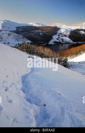 Gli alberi di pino, Thirlmere e neve pesante su Helvellyn nel Lake District inglese Foto Stock