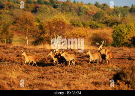 Red Deer mandria (Cervus elaphus) in movimento su Dunwich Heath, PM Novembre Foto Stock