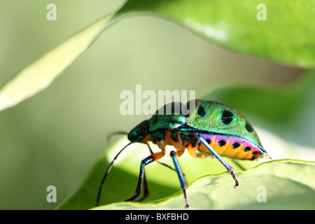 Gioiello scarabeo Foto Stock