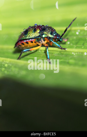 Gioiello scarabeo Foto Stock