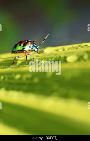 Gioiello scarabeo Foto Stock