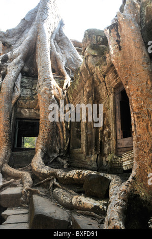 Tree marcisce overgrowing del complesso del tempio di Ta Prohm, Angkor, Siem Reap, Cambogia Foto Stock