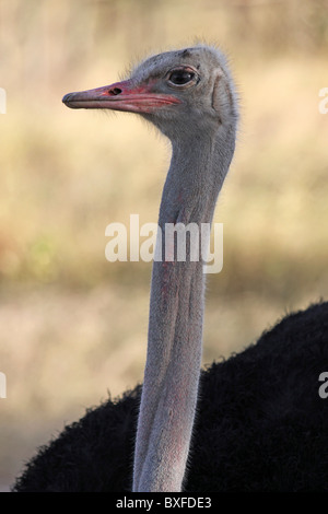 La testa e il collo di una femmina di struzzo prese a Abiata-Shala National Park, Rift Valley, Etiopia Foto Stock