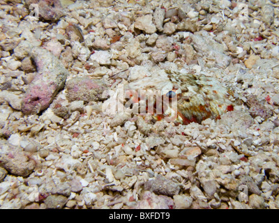 Sabbia, lizardfish Synodus dermatogenys, Borneo Malaysia Foto Stock