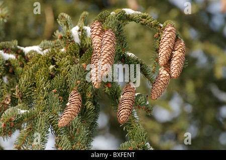 Coni dell'albero di abete Foto Stock