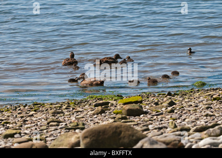 Eider comune (Somateria mollissima), femmine con pulcini Foto Stock