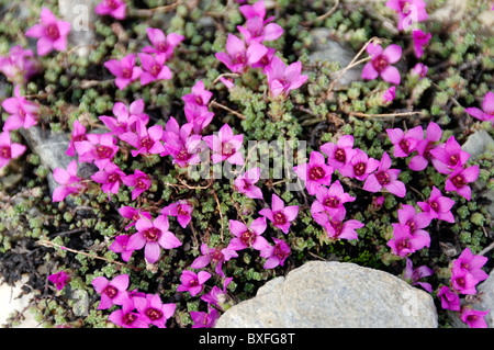 Sassifraga viola Foto Stock