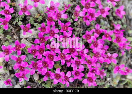 Sassifraga viola Foto Stock
