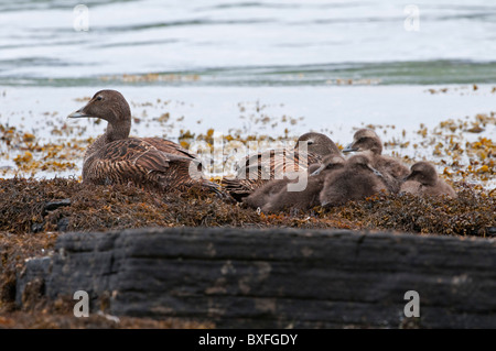 Eider comune (Somateria mollissima), femmine con pulcini Foto Stock