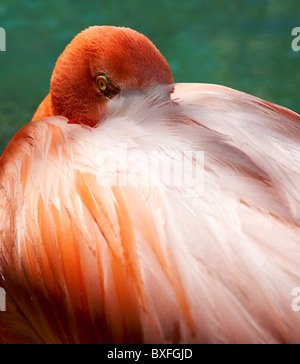 Chiudere l immagine di un fenicottero rosa con la sua testa il peering fuori da dietro le piume sulla sua schiena Foto Stock