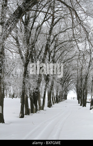 Un sentiero innevato fiancheggiata da alberi coperti di ghiaccio. Foto Stock