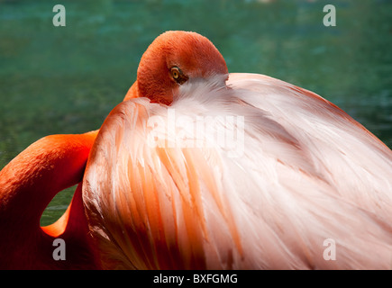 Chiudere l immagine di un fenicottero rosa con la sua testa il peering fuori da dietro le piume sulla sua schiena Foto Stock