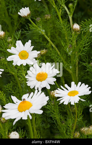 Mare Mayweed (Tripleurospermun maritimum), gruppo Foto Stock