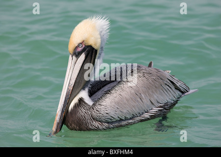 Brown pelican, Pelecanus occidentalis, al largo della costa della Florida nel Golfo del Messico, Anna Maria Island, STATI UNITI D'AMERICA Foto Stock