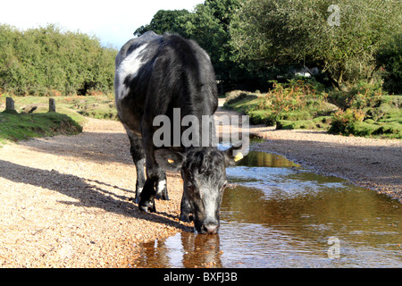 Mucca bere da un piccolo ruscello. Foto Stock