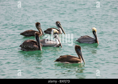 Pellicani marroni, Pelecanus occidentalis, off florida costa nel Golfo del Messico, Anna Maria Island, STATI UNITI D'AMERICA Foto Stock