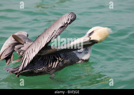 Brown pelican, Pelecanus occidentalis, preening off florida costa del Golfo del Messico da Anna Maria Island, STATI UNITI D'AMERICA Foto Stock