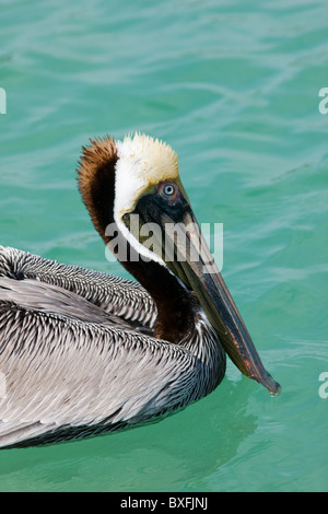 Brown pelican fuori della Florida costa del Golfo del Messico da Anna Maria Island, Stati Uniti d'America Foto Stock