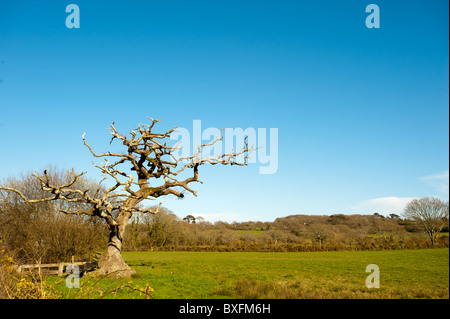 Un Stark, albero morto impostato sullo sfondo di un cielo blu e verdi campi. Foto Stock