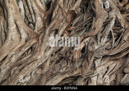 Antica Banyan Tree radici, Ranthambhore National Park, Rajasthan, India, Asia Foto Stock