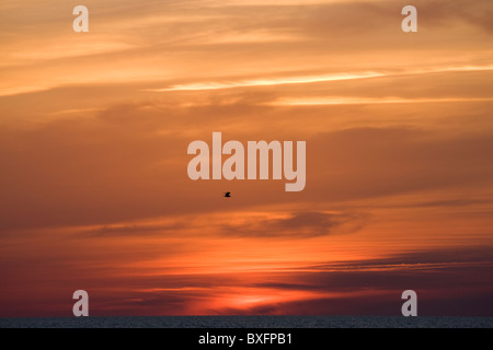 Volo degli uccelli al tramonto sul Golfo del Messico da Anna Maria Island, Florida, Stati Uniti d'America Foto Stock