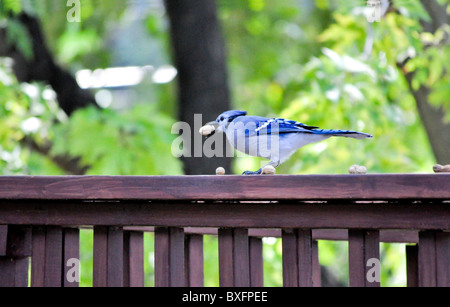Blue Jay con arachidi Foto Stock