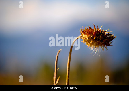 Thistle Foto Stock