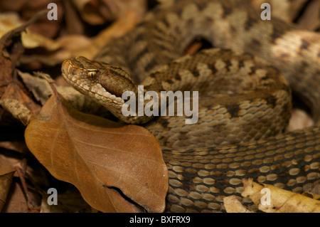 ASP viper giace in un'imboscata sul fondo della foresta, Pirenei francesi. Foto Stock