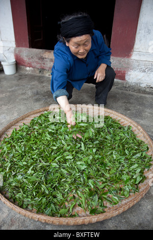 Un agricoltore si sparge fuori di fresco-taglio di foglie di tè verde per asciugare in una piantagione di tè in un coltivatore villaggio nel Gansu in Cina. Foto Stock