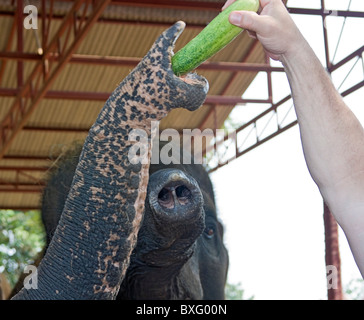 Visitatore elefante alimenta un cetriolo a Elephant soggiorno, un'Elephant Conservation Centre nella zona di Bangkok in Thailandia Foto Stock