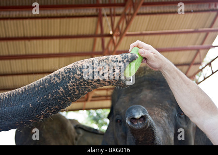 Visitatore elefante alimenta un cetriolo a Elephant soggiorno, un'Elephant Conservation Centre nella zona di Bangkok in Thailandia Foto Stock