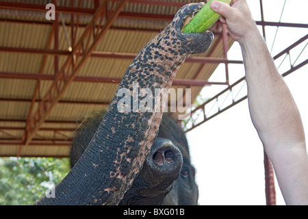 Visitatore elefante alimenta un cetriolo a Elephant soggiorno, un'Elephant Conservation Centre nella zona di Bangkok in Thailandia Foto Stock