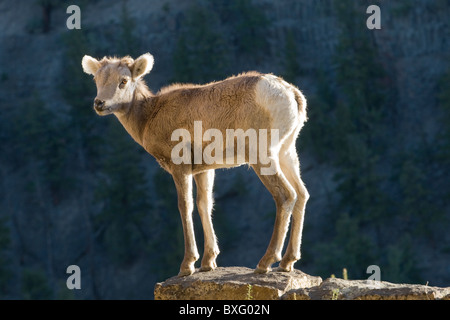 Un giovane big horn pecore sorge arroccato sulla cima di una sporgenza nel Parco Nazionale di Yellowstone. Foto Stock