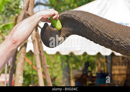 Visitatore elefante alimenta un cetriolo a Elephant soggiorno, un'Elephant Conservation Centre nella zona di Bangkok in Thailandia Foto Stock