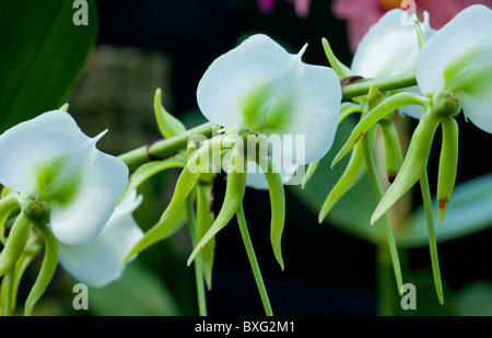 Angraecum eburneum, Madagascar (e le altre isole dell'Oceano Indiano) Foto Stock