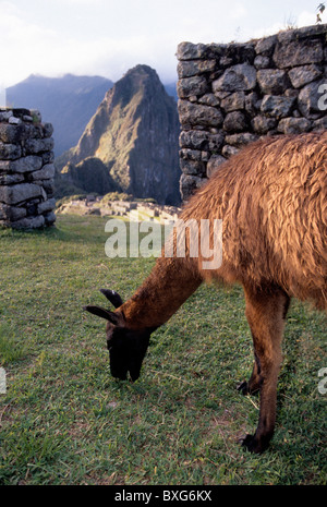 Alpaca pascolano in erba al Patrimonio Mondiale UNESCO rovine Inca di Machu Picchu - Valle Sacra, Perù. Foto Stock