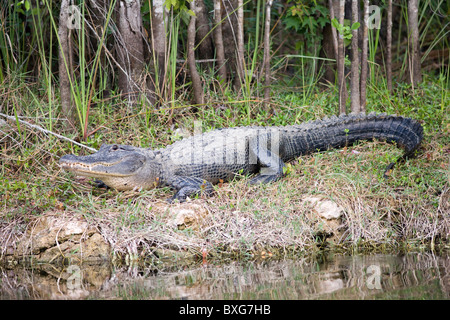 Alligatore da Turner River, Everglades, Florida, Stati Uniti d'America Foto Stock