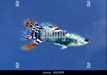 Fancy Guppy maschio, Foto Stock