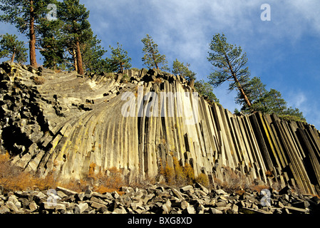 Devils Postpile National Monument, Jeffrey pini. Foto Stock