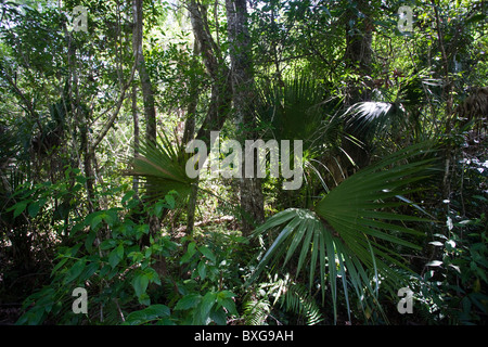 Sabal palms, Sabal palmetto, dal Big Cypress piegare boardwalk a Fakahatchee Strand, Everglades della Florida, Stati Uniti d'America Foto Stock