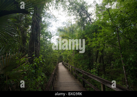 Big Cypress piegare boardwalk a Fakahatchee Strand, Everglades, Florida, Stati Uniti d'America Foto Stock