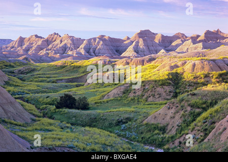 Trifoglio giallo prato e formazioni erose a sunrise, giallo tumuli area, Parco nazionale Badlands, Dakota del Sud, STATI UNITI D'AMERICA Foto Stock