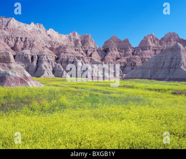 Trifoglio giallo prato e formazioni erose, Parco nazionale Badlands, Dakota del Sud, STATI UNITI D'AMERICA Foto Stock