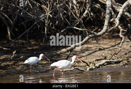 White Ibis uccelli, Eudocimus albus, da mangrovie al filamento Fakahatchee in Everglades, Florida, Stati Uniti d'America Foto Stock