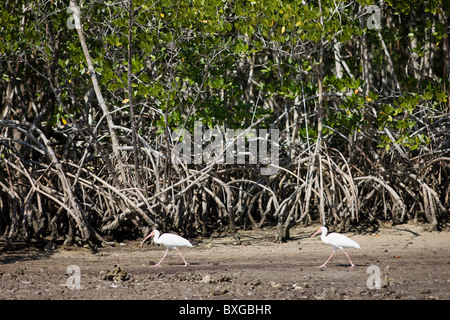 White Ibis uccelli, Eudocimus albus, da mangrovie al filamento Fakahatchee in Everglades, Florida, Stati Uniti d'America Foto Stock