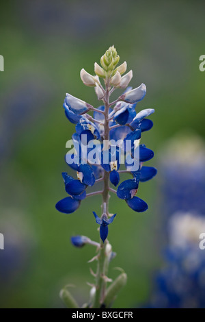 Unico bluebonnet in primavera. Foto Stock