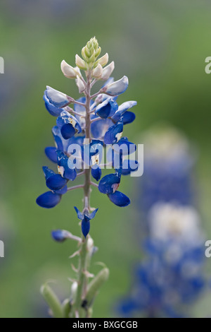 Concentrati solo bluebonnet . Foto Stock