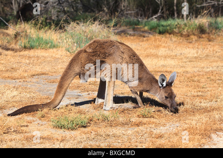 Grigio occidentale Canguro (Macropus fuliginosus) sull isola Heirisson una classe Riserva Naturale nel centro di Perth, Western Australia Foto Stock